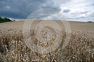 Cornfield in Picardy