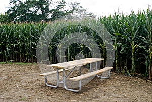 Cornfield with Picnic Table