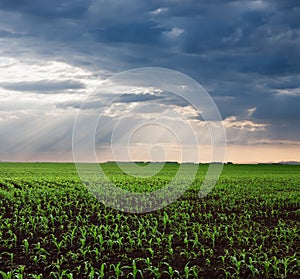 Cornfield in the plain after the rain photo