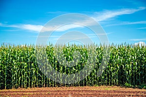 Cornfield plantation plant
