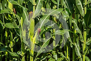 Cornfield plantation plant