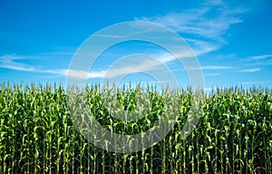 Cornfield plantation plant