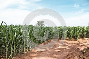 Cornfield plantation on red soil. Also can be found as Maize or Zea mays - scientific name