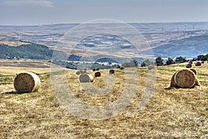 Cornfield plowed hay bales