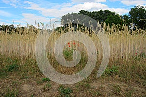 Cornfield with Poppies, Frankfurt, Germany