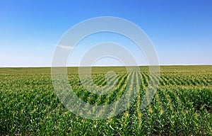 Cornfield at Portugal. photo