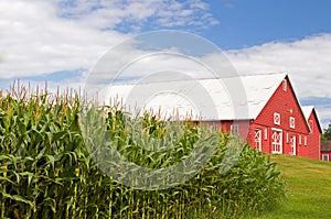 Cornfield and red barn photo