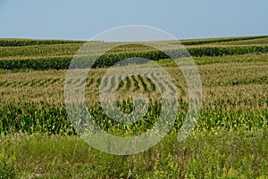 Cornfield