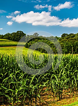 Cornfield and rollings hills in Southern York County, PA