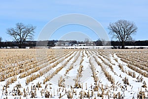 Cornfield Rows covered in Snow