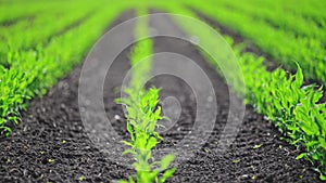 Cornfield with Rows of young corn shoots on a cornfield, slow motion.