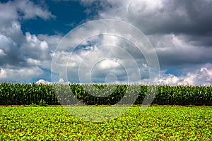 Cornfield in rural Carroll County, Maryland.