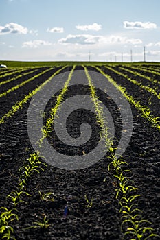 Cornfield. Rural landscape with a field of young corn. Rows of young green corn plants growing on a vast field with dark