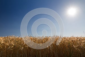 Cornfield (rye) with blue sky against the light in Pfalz, Germany