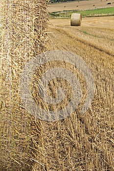 Cornfield scene with haybales