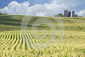 Cornfield and silos on sunny day with clouds