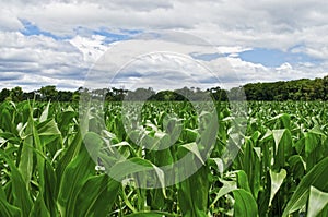 Cornfield and Sky