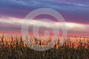 Cornfield Sky