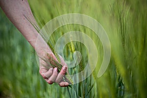 Cornfield in spring: Farmer hand is touching green wheat ears