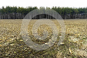 Cornfield after spring thaw, muddy ground and cut stalks with ta