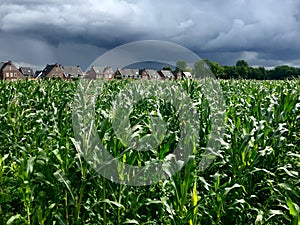 Cornfield with storm coming in