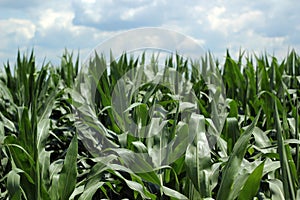 Cornfield In Summer