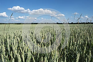 Cornfield in summer with blue sky and clouds