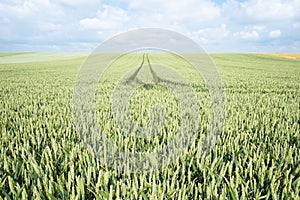 Cornfield in summer with fairways