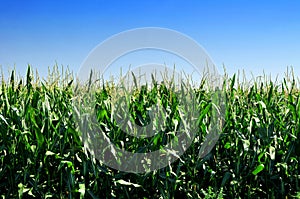 Cornfield in the summer under the blue sky