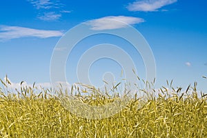 Cornfield in a sunny day