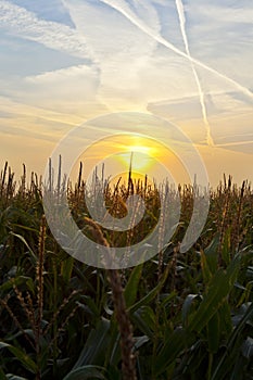 Cornfield at sunrise