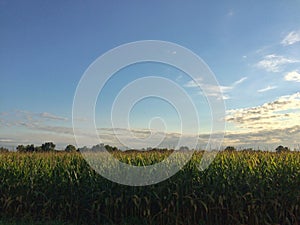 Cornfield Sunrise