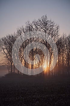 Cornfield Sunrise