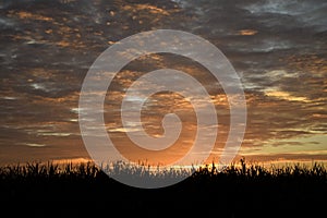 CORNFIELD AT SUNRISE WITH CLOUDS IN SKY