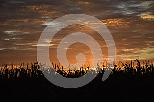 CORNFIELD AT SUNRISE WITH CLOUDS IN SKY