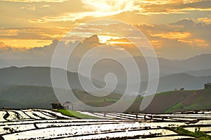 Cornfield sunset of Thailand.