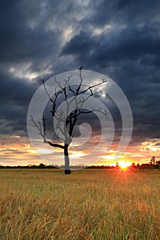 Cornfield sunset