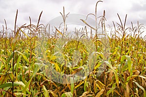 Cornfield with tall rows of corn. Ripe corn on the stalks.