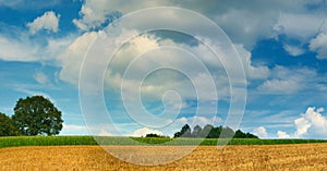Cornfield and tree panorama