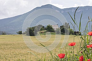 Cornfield and typical provence house in summer with mountains in the background between Digne and Briancon