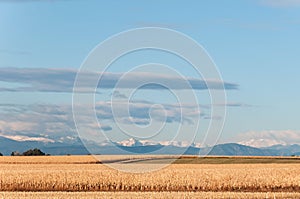 Cornfield under the Rocky Mountains in Colorado, USA