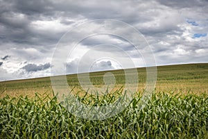 Cornfield Under a Storm Sky