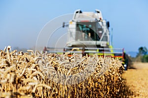 Cornfield with wheat at harvest