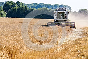 Cornfield with wheat at harvest