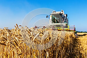 Cornfield with wheat at harvest