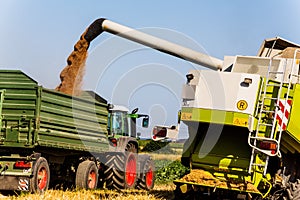 Cornfield with wheat at harvest