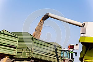 Cornfield with wheat at harvest