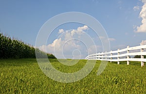 Cornfield and White Fence--Horizontal