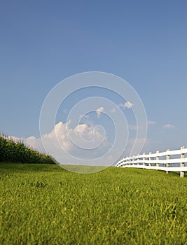 Cornfield and White Fence--Vertical