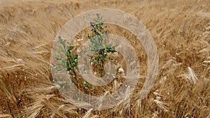 Cornfield in the wind, barley, rye, wheat, with a field-thistle Cirsium arvense closeup, texture, background